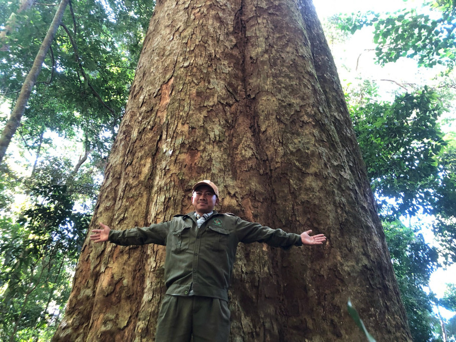 Cây sao có đường kính hơn 4m, cao 35m; hơn 10 người lớn mới ôm hết thân cây. Cây sao có đường kính hơn 4m, cao 35m; hơn 10 người lớn mới ôm hết thân cây.