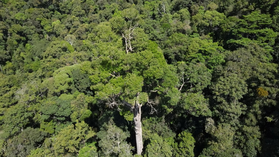 Ông Nguyễn Thành Chung - Giám đốc Công ty TNHH MTV Lâm nghiệp Đăk Tô, cho biết, đến nay chưa có đơn vị nào đo, kiểm tra, phân tích tuổi của cây sao cát này. Ước tính từ tâm cây ra hơn 2.000 ly, khoảng 250 năm tuổi trở lên. Ông Nguyễn Thành Chung - Giám đốc Công ty TNHH MTV Lâm nghiệp Đăk Tô, cho biết, đến nay chưa có đơn vị nào đo, kiểm tra, phân tích tuổi của cây sao cát này. Ước tính từ tâm cây ra hơn 2.000 ly, khoảng 250 năm tuổi trở lên.
