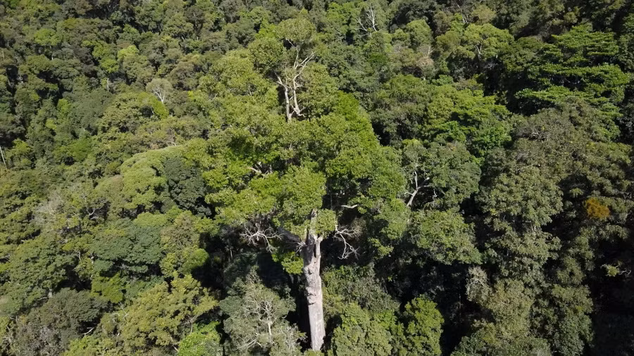 Ông Nguyễn Thành Chung - Giám đốc Công ty TNHH MTV Lâm nghiệp Đăk Tô, cho biết, đến nay chưa có đơn vị nào đo, kiểm tra, phân tích tuổi của cây sao cát này. Ước tính từ tâm cây ra hơn 2.000 ly, khoảng 250 năm tuổi trở lên. Ông Nguyễn Thành Chung - Giám đốc Công ty TNHH MTV Lâm nghiệp Đăk Tô, cho biết, đến nay chưa có đơn vị nào đo, kiểm tra, phân tích tuổi của cây sao cát này. Ước tính từ tâm cây ra hơn 2.000 ly, khoảng 250 năm tuổi trở lên.