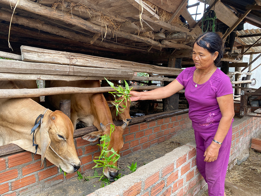 Bà Ksor Mrui (buôn Bluk, xã Phú Cần) chăm sóc đàn bò của gia đình. Ảnh: L.G