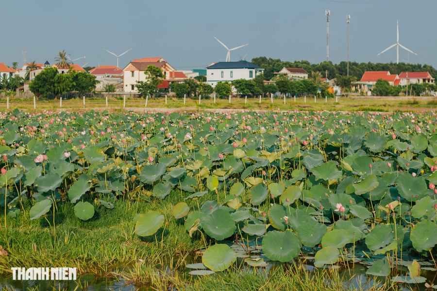Uống trà, ngắm sen, hóng gió với khung cảnh phía xa là những cột điện gió đang quay. Ảnh: Bá Cường Uống trà, ngắm sen, hóng gió với khung cảnh phía xa là những cột điện gió đang quay. Ảnh: Bá Cường