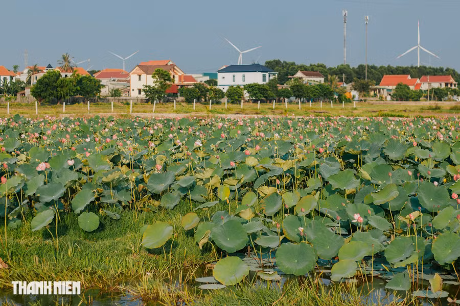 Uống trà, ngắm sen, hóng gió với khung cảnh phía xa là những cột điện gió đang quay. Ảnh: Bá Cường