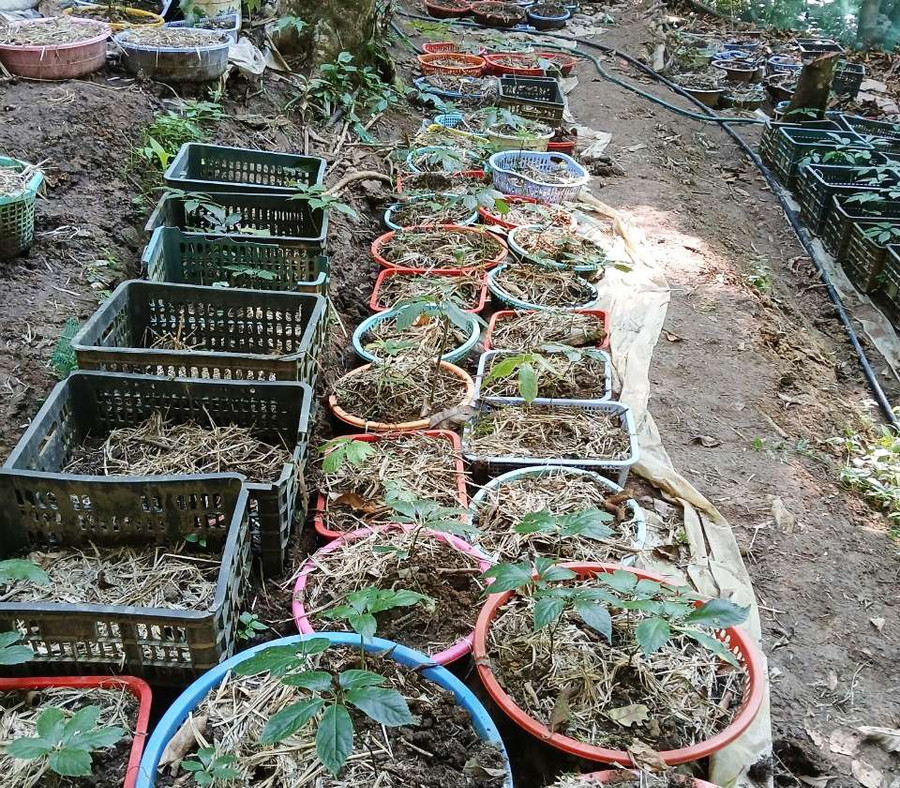 Sâm Ngọc Linh bị nhổ trộm. Ảnh: PN Sâm Ngọc Linh bị nhổ trộm. Ảnh: PN