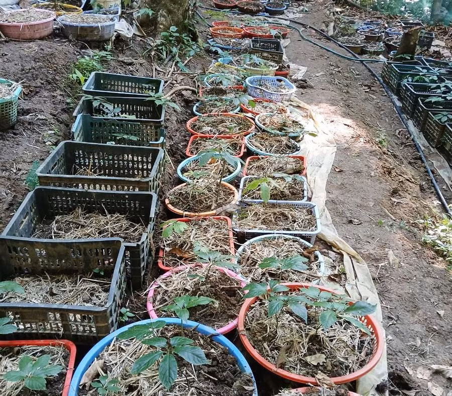 Sâm Ngọc Linh bị nhổ trộm. Ảnh: PN