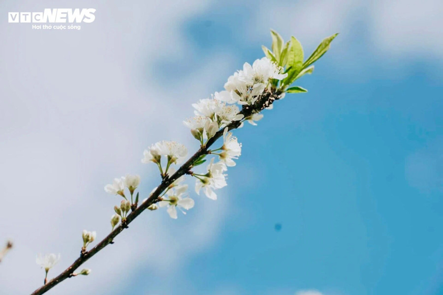 Theo anh Hà, chủ một vườn mận tại thung lũng mận Bảo Bảo, mặc dù thời tiết những ngày cuối tháng 1 ở Mộc Châu không lý tưởng, trời lúc nắng lúc âm u, nhiệt độ xuống thấp và thỉnh thoảng có mưa phùn nhưng khách đến vườn tham quan vẫn rất đông. &quot;Trung bình ngày thường, vườn của tôi đón khoảng 100-150 khách, cuối tuần hơn 300 khách&quot;, anh Hà chia sẻ.