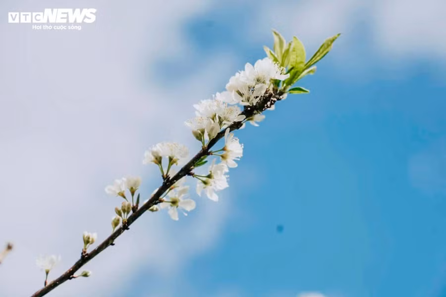 Theo anh Hà, chủ một vườn mận tại thung lũng mận Bảo Bảo, mặc dù thời tiết những ngày cuối tháng 1 ở Mộc Châu không lý tưởng, trời lúc nắng lúc âm u, nhiệt độ xuống thấp và thỉnh thoảng có mưa phùn nhưng khách đến vườn tham quan vẫn rất đông. "Trung bình ngày thường, vườn của tôi đón khoảng 100-150 khách, cuối tuần hơn 300 khách", anh Hà chia sẻ.