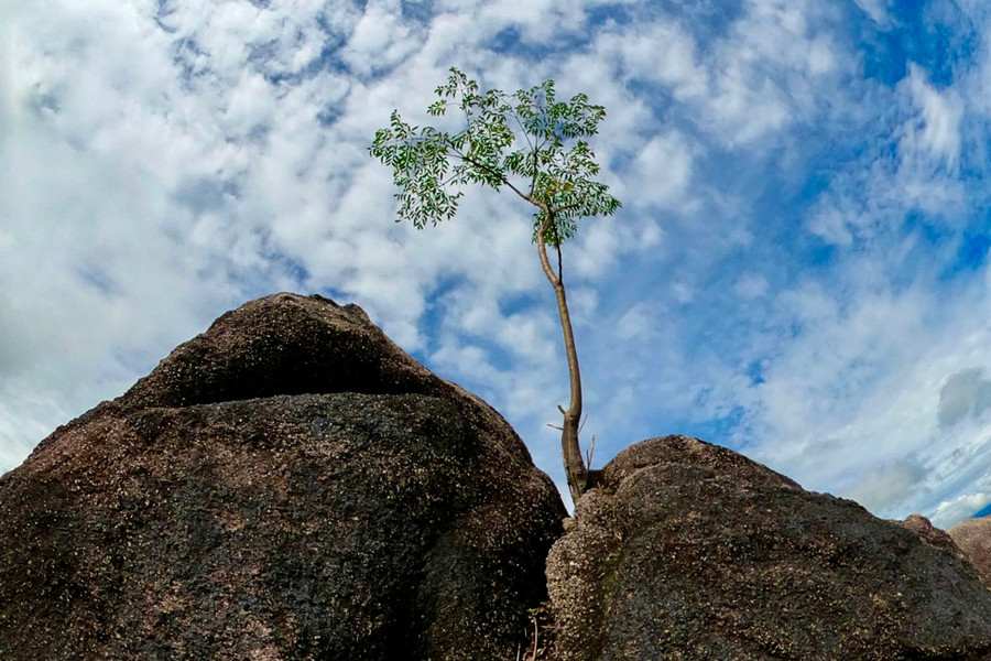 Núi Chư Hreng hiện còn khoảng 20 héc-ta diện tích rừng nguyên sinh; 15 héc-ta mọc tập trung; gần 5 héc-ta rải rác và khoảng 1.000 héc ta còn lại rừng tái sinh.
