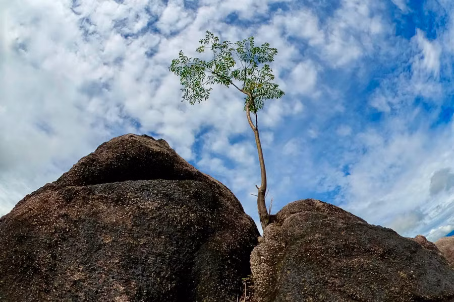 Núi Chư Hreng hiện còn khoảng 20 héc-ta diện tích rừng nguyên sinh; 15 héc-ta mọc tập trung; gần 5 héc-ta rải rác và khoảng 1.000 héc ta còn lại rừng tái sinh.