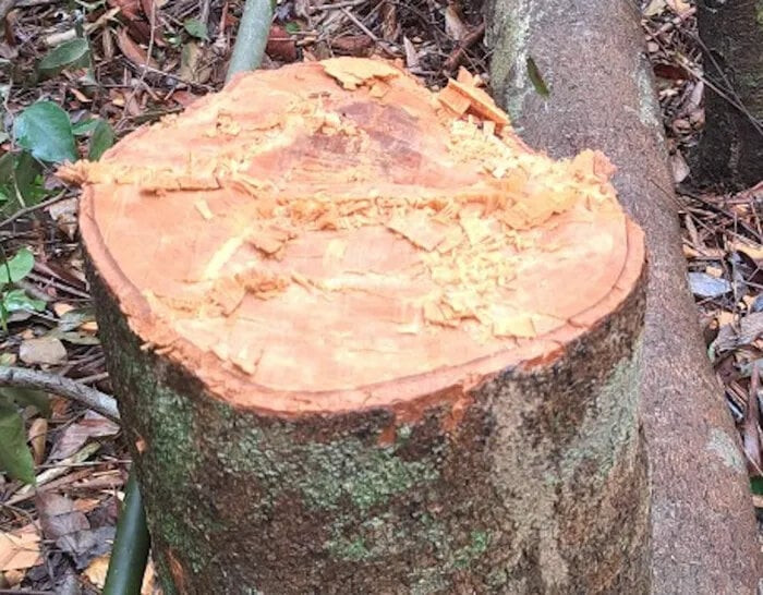 Rừng bị phá hoại để làm đường dây thủy điện. (Ảnh: C.T)