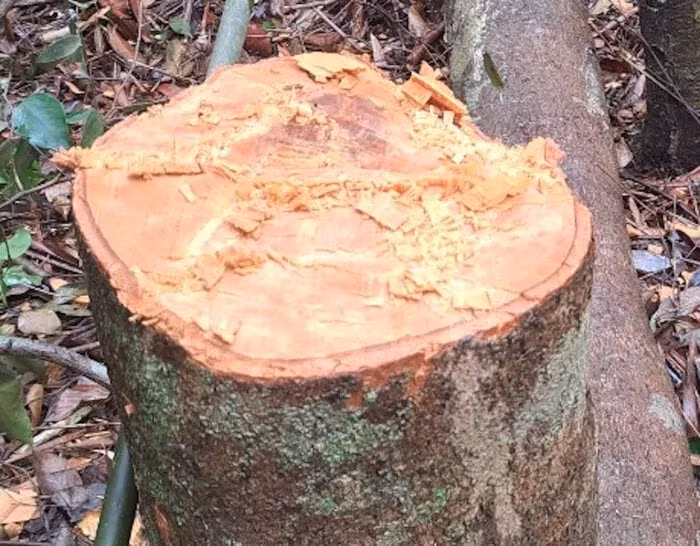 Rừng bị phá hoại để làm đường dây thủy điện. (Ảnh: C.T)