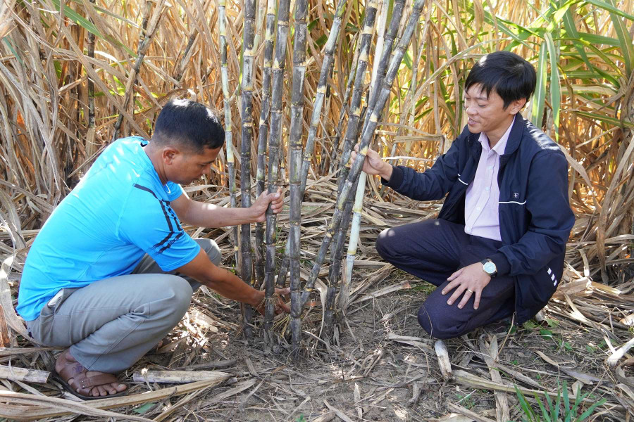 Trồng mía hố cho năng suất cao hơn 10-20% so với phương pháp trồng mía theo hàng. Ảnh: TL Trồng mía hố cho năng suất cao hơn 10-20% so với phương pháp trồng mía theo hàng. Ảnh: TL