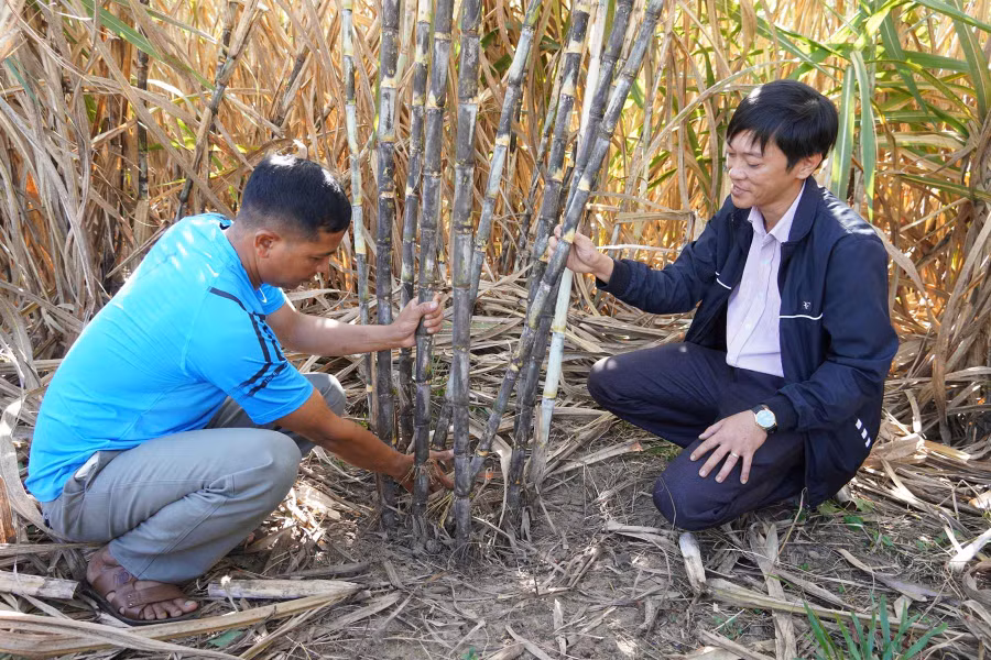 Trồng mía hố cho năng suất cao hơn 10-20% so với phương pháp trồng mía theo hàng. Ảnh: TL