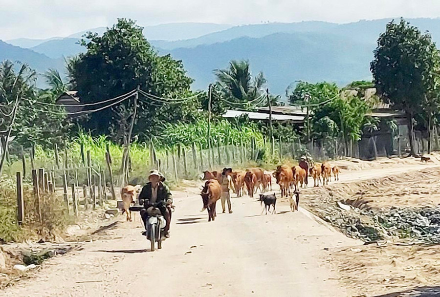 Tuyến đường ra khu sản xuất của người dân thôn Huy Hoàng và buôn Toát (xã Ia Rsươm) đã được đổ bê tông rộng 3,5 m. Ảnh: L.N Tuyến đường ra khu sản xuất của người dân thôn Huy Hoàng và buôn Toát (xã Ia Rsươm) đã được đổ bê tông rộng 3,5 m. Ảnh: L.N