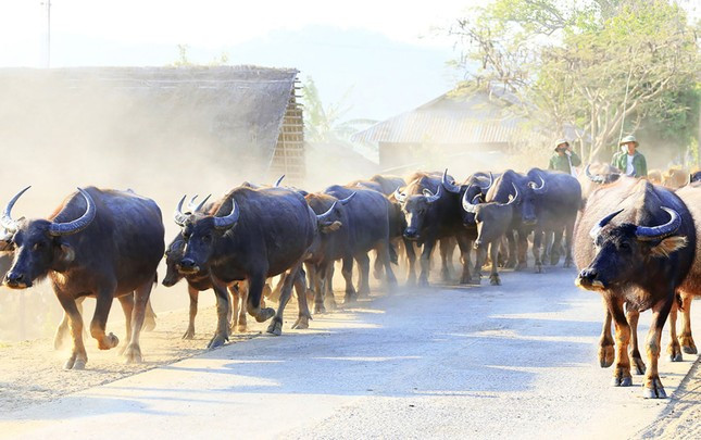 Trâu Lang Biang to lớn, có chất lượng thịt ngon nhất Việt Nam