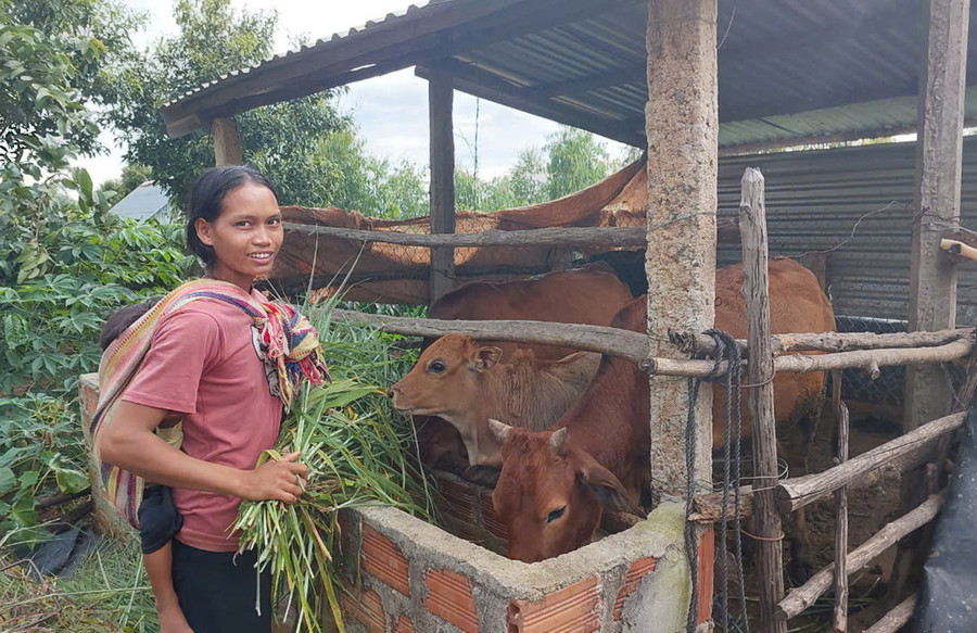 Chị Thuen chăm sóc bò được hỗ trợ từ Tiểu dự án 1- Dự án 3. Ảnh: Nguyễn Diệp Chị Thuen chăm sóc bò được hỗ trợ từ Tiểu dự án 1- Dự án 3. Ảnh: Nguyễn Diệp