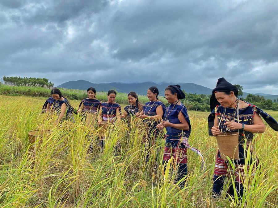 Phụ nữ Bahnar lên rẫy suốt những bông lúa bằng tay để chuẩn bị dâng các vị thần linh-một hoạt động trong phục dựng lễ mừng lúa mới của người Bahnar ở xã Ya Hội, huyện Đak Pơ. Ảnh: Hoàng Ngọc Phụ nữ Bahnar lên rẫy suốt những bông lúa bằng tay để chuẩn bị dâng các vị thần linh-một hoạt động trong phục dựng lễ mừng lúa mới của người Bahnar ở xã Ya Hội, huyện Đak Pơ. Ảnh: Hoàng Ngọc
