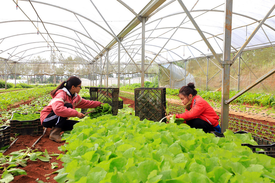 Các dự án nông nghiệp ở huyện Kon Plông không có dự án trồng sâm Ngọc Linh nào. Ảnh: TH Các dự án nông nghiệp ở huyện Kon Plông không có dự án trồng sâm Ngọc Linh nào. Ảnh: TH