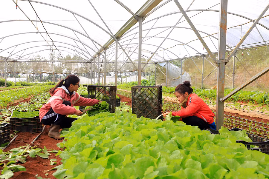 Các dự án nông nghiệp ở huyện Kon Plông không có dự án trồng sâm Ngọc Linh nào. Ảnh: TH