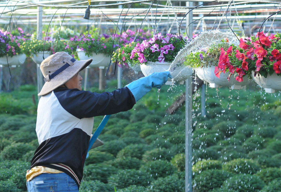 Bón phân, tưới nước, tỉa lá, tỉa nhánh để vụ hoa đạt kết quả cao nhất, mang lại nguồn thu nhập kinh tế ổn định Bón phân, tưới nước, tỉa lá, tỉa nhánh để vụ hoa đạt kết quả cao nhất, mang lại nguồn thu nhập kinh tế ổn định