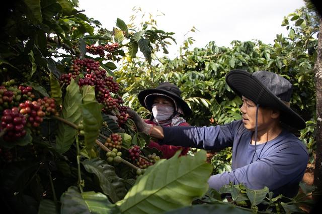 Thu hoạch cà phê tại Tây Nguyên. Ảnh: AN NA Thu hoạch cà phê tại Tây Nguyên. Ảnh: AN NA