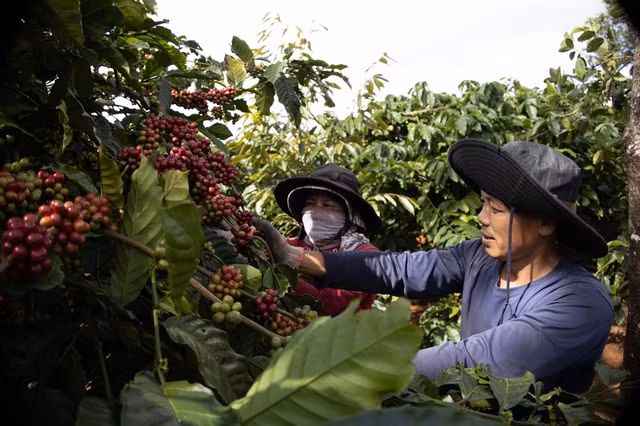 Thu hoạch cà phê tại Tây Nguyên. Ảnh: AN NA Thu hoạch cà phê tại Tây Nguyên. Ảnh: AN NA