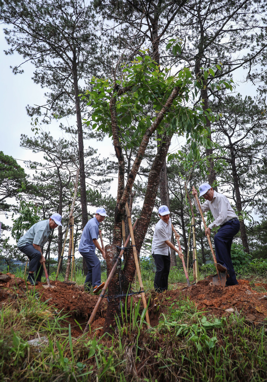 Hàng trăm cây mai anh đào đã được trồng lại dọc tuyến đèo Prenn để tạo cảnh quan, mỹ quan cho tuyến đường cửa ngõ của thành phố Hàng trăm cây mai anh đào đã được trồng lại dọc tuyến đèo Prenn để tạo cảnh quan, mỹ quan cho tuyến đường cửa ngõ của thành phố