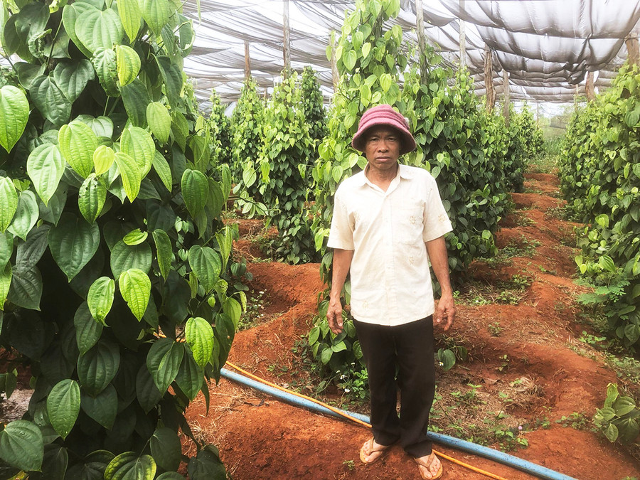 Ông Nguyễn Đức Thắng bên vườn tiêu giống Srilanka. Ảnh: Nguyễn Diệp Ông Nguyễn Đức Thắng bên vườn tiêu giống Srilanka. Ảnh: Nguyễn Diệp