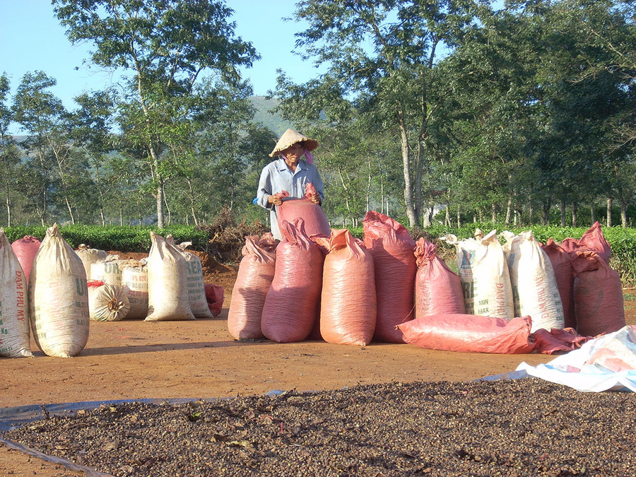 Nông dân xã Nghĩa Hưng (huyện Chư Păh) trong mùa thu hoạch cà phê. Ảnh: Thanh Nhật Nông dân xã Nghĩa Hưng (huyện Chư Păh) trong mùa thu hoạch cà phê. Ảnh: Thanh Nhật