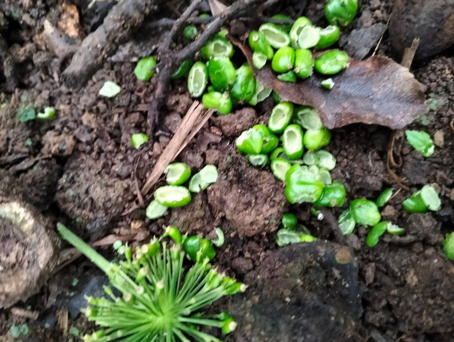 Chuột, sóc phá hoại hạt sâm Ngọc Linh. Ảnh: CN Chuột, sóc phá hoại hạt sâm Ngọc Linh. Ảnh: CN