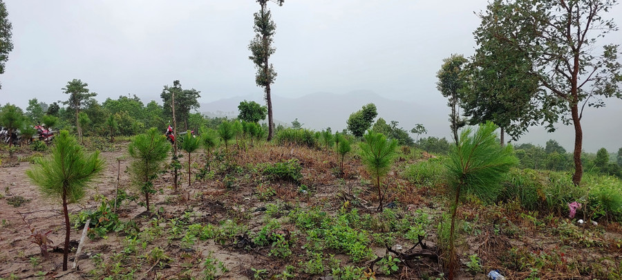 Những hàng thông non trồng trước miếu thờ liệt sĩ trên đồi Chư Pao. Ảnh: HL