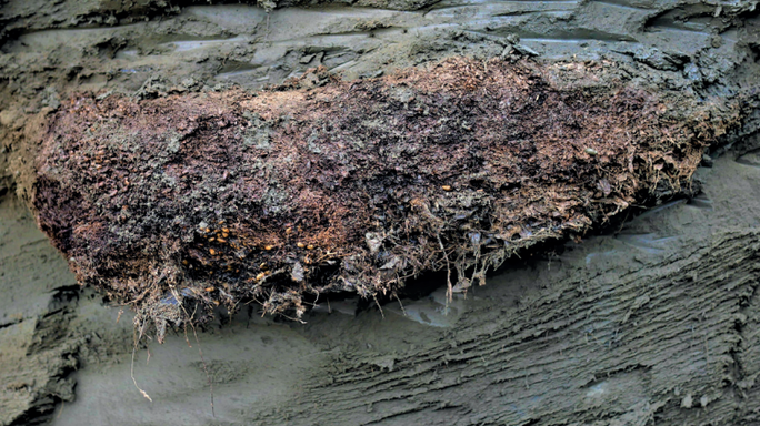 Sinh vật tuyệt chủng sống dậy sau 46.000 năm đóng băng ở Nga - Ảnh 2. Đất đóng băng 46.000 năm được đem về từ Siberia - Ảnh: PLOS Genetics