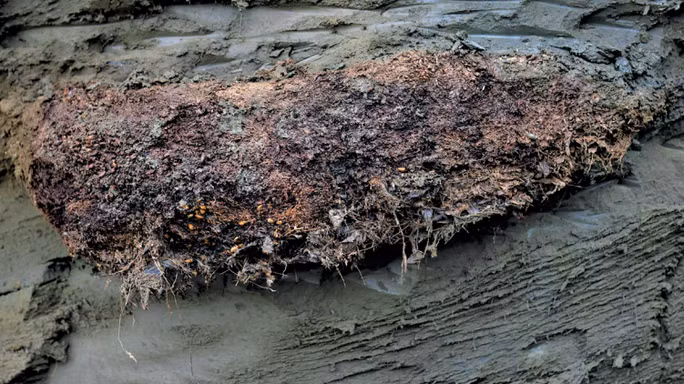 Đất đóng băng 46.000 năm được đem về từ Siberia - Ảnh: PLOS Genetics