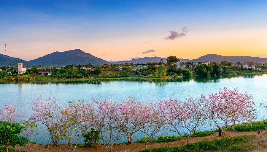 Hoa đỗ mai ở Biển Hồ (TP. Pleiku). Ảnh: Phạm Quý Hoa đỗ mai ở Biển Hồ (TP. Pleiku). Ảnh: Phạm Quý