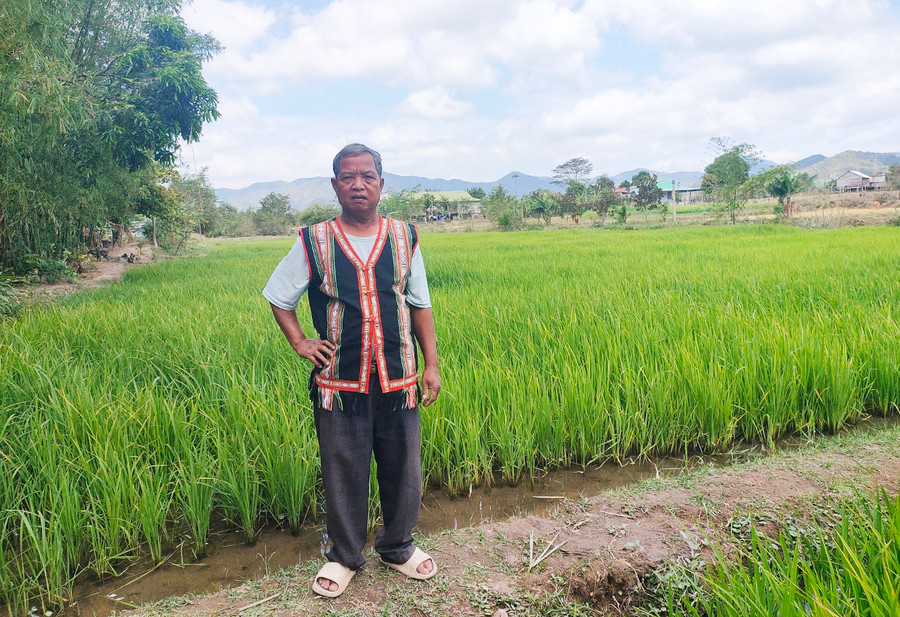 Ông Kpă Jao và cánh đồng lúa nước "lịch sử". Ảnh: Ngọc Tấn Ông Kpă Jao và cánh đồng lúa nước "lịch sử". Ảnh: Ngọc Tấn