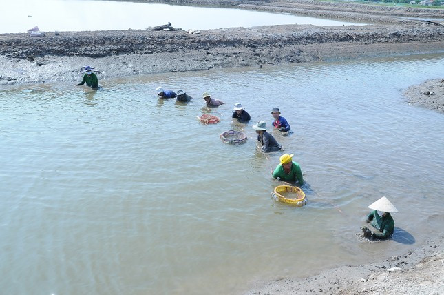 Người dân xã Long Hòa thu hoạch tôm càng xanh. Ảnh: Cảnh Kỳ