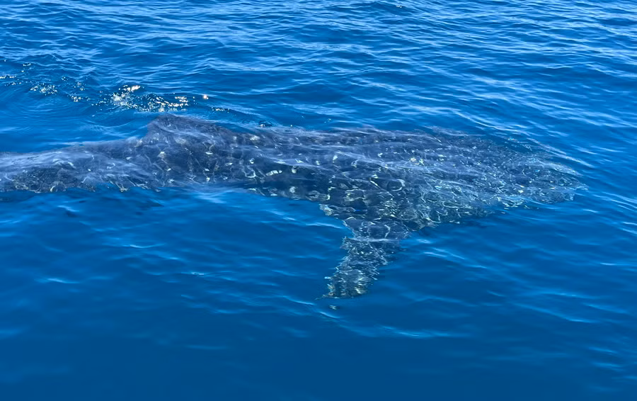 Cá voi dài từ 4 đến 5m. Ảnh: HOÀI TIẾN