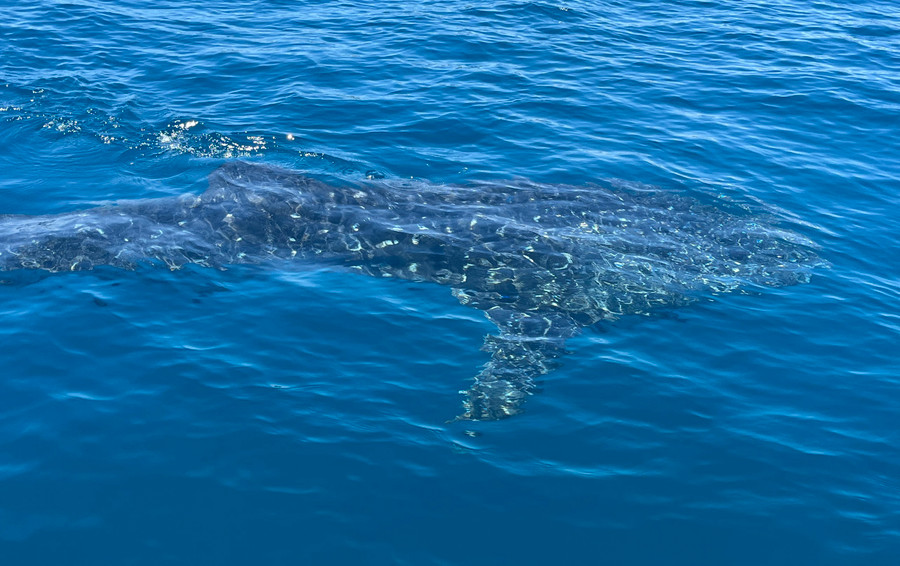 Cá voi dài từ 4 đến 5m. Ảnh: HOÀI TIẾN Cá voi dài từ 4 đến 5m. Ảnh: HOÀI TIẾN