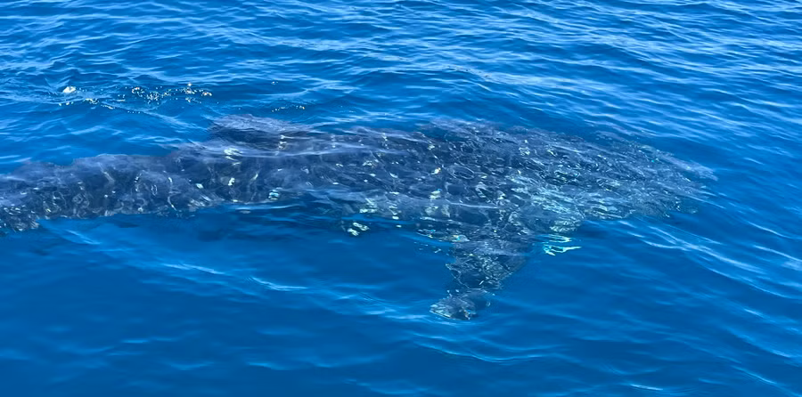 Cá voi đang bơi lội rất gần bờ. Ảnh: HOÀI TIẾN