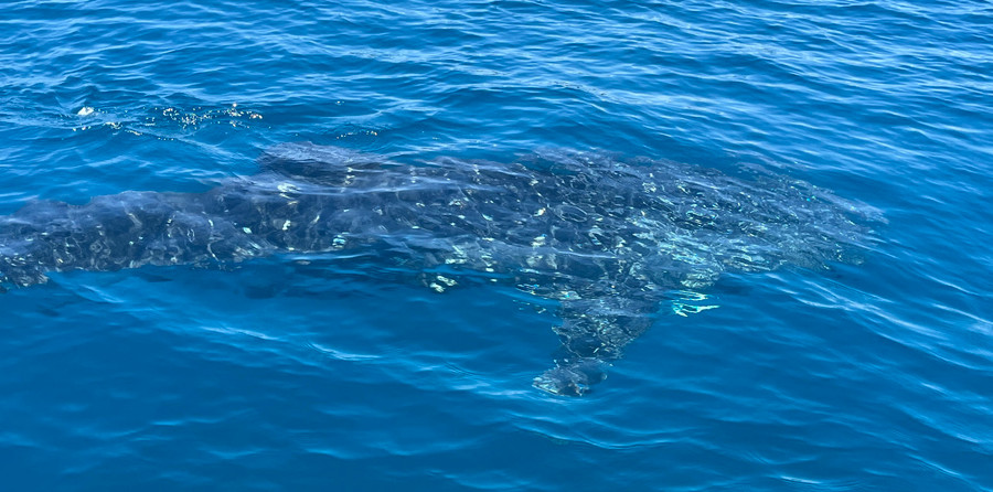Cá voi đang bơi lội rất gần bờ. Ảnh: HOÀI TIẾN Cá voi đang bơi lội rất gần bờ. Ảnh: HOÀI TIẾN