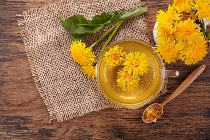 Hoa bồ công anh hay được một số quốc gia châu Á và cả phương Tây dùng làm trà thanh nhiệt - Ảnh minh họa từ NEWS MEDICAL