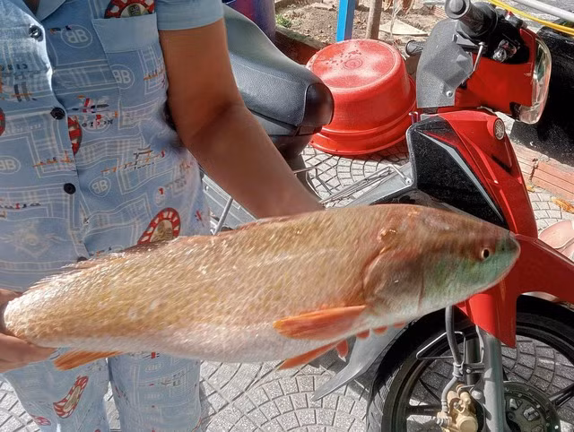 Ngư dân bắt được cá được cho là cá sủ vàng trên vùng biển Đà Nẵng - Ảnh 4. Cá sủ vàng được cho là có giá trị kinh tế rất cao. Ảnh: NGUYỄN TÚ