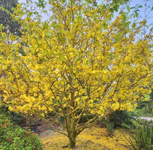 Không biết lặt lá mai đúng thời điểm, hoa bung nở vàng rực dù chưa đến tết. Ảnh: NVCC