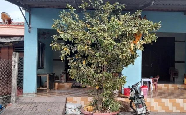 Anh Phát hy vọng năm nay cây mai nhà anh sẽ nở đúng dịp tết. Ảnh: NVCC