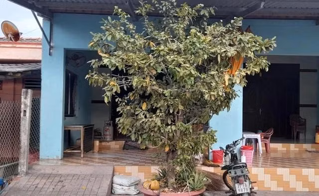 Anh Phát hy vọng năm nay cây mai nhà anh sẽ nở đúng dịp tết. Ảnh: NVCC