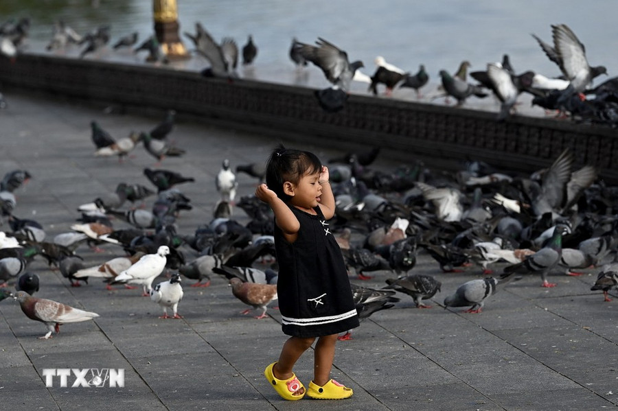 Em nhỏ chơi đùa với chim bồ câu tại Phnom Penh, Campuchia, ngày 10/10/2023. (Ảnh: AFP/TTXVN) Em nhỏ chơi đùa với chim bồ câu tại Phnom Penh, Campuchia, ngày 10/10/2023. (Ảnh: AFP/TTXVN)