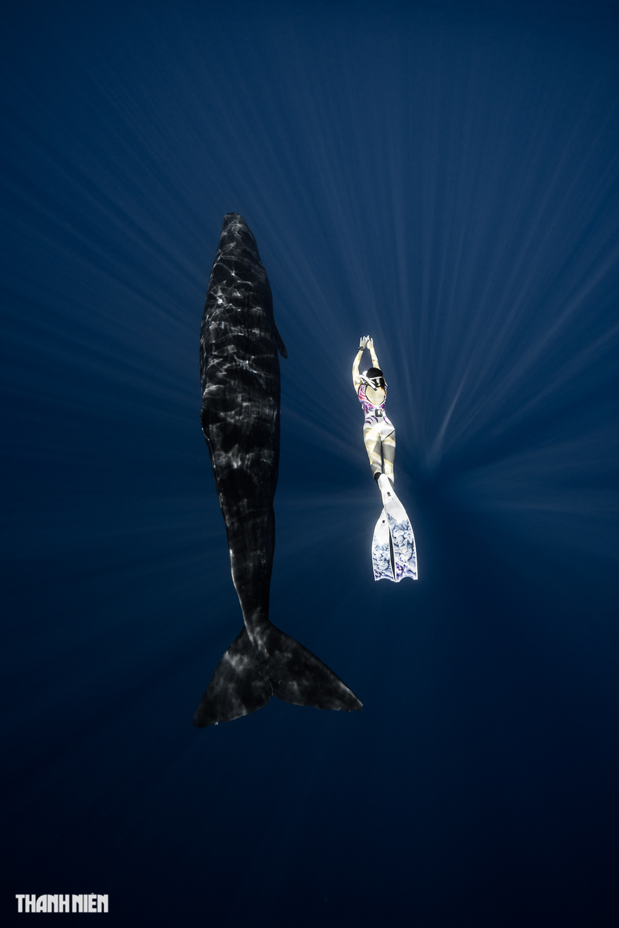 Con người đã bắt đầu tìm hiểu cá voi từ thế kỷ 18 nhưng mãi đến năm 2008, các nhà nghiên cứu mới công bố phát hiện ghi nhận nhiều cá nhà táng thực hiện hành vi ngủ ở tư thế thẳng đứng ngay dưới mặt nước trong nhiều phút mỗi lần. Trong ảnh là nữ thợ lặn đi cùng với nhiếp ảnh gia Nguyễn Ngọc Thiện đang bơi cùng với cá. Ảnh: Nguyễn Ngọc Thiện Con người đã bắt đầu tìm hiểu cá voi từ thế kỷ 18 nhưng mãi đến năm 2008, các nhà nghiên cứu mới công bố phát hiện ghi nhận nhiều cá nhà táng thực hiện hành vi ngủ ở tư thế thẳng đứng ngay dưới mặt nước trong nhiều phút mỗi lần. Trong ảnh là nữ thợ lặn đi cùng với nhiếp ảnh gia Nguyễn Ngọc Thiện đang bơi cùng với cá. Ảnh: Nguyễn Ngọc Thiện