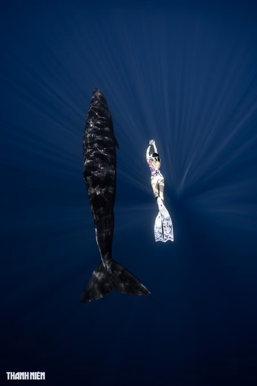 Con người đã bắt đầu tìm hiểu cá voi từ thế kỷ 18 nhưng mãi đến năm 2008, các nhà nghiên cứu mới công bố phát hiện ghi nhận nhiều cá nhà táng thực hiện hành vi ngủ ở tư thế thẳng đứng ngay dưới mặt nước trong nhiều phút mỗi lần. Trong ảnh là nữ thợ lặn đi cùng với nhiếp ảnh gia Nguyễn Ngọc Thiện đang bơi cùng với cá. Ảnh: Nguyễn Ngọc Thiện