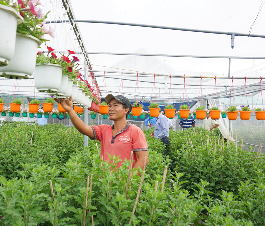 Nhiều năm nay, ông Trần Bá Đạo xây dựng hệ thống nhà màng, đắp đất cao để trồng cúc Tết. Ảnh:THU DỊU