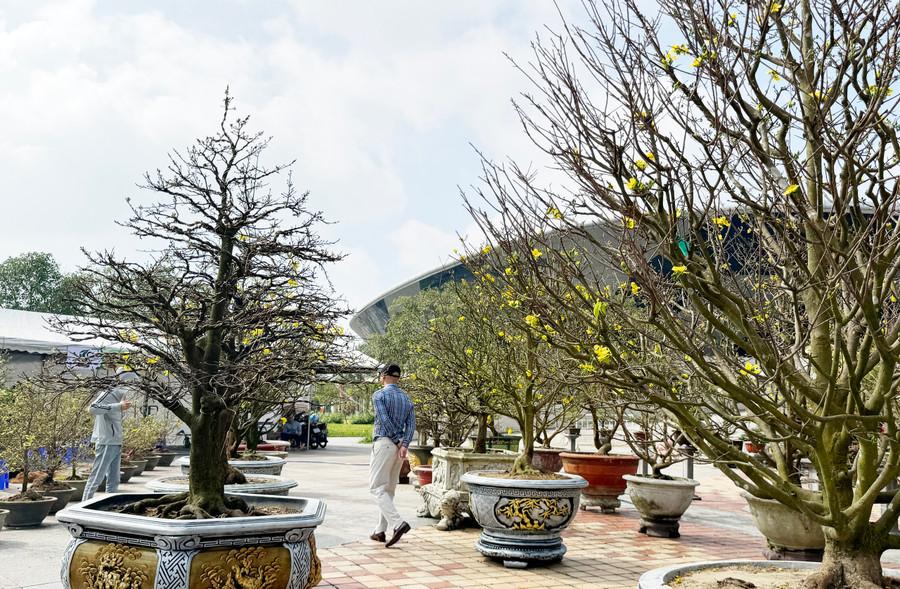 Chợ hoa Tết Đà Nẵng năm nay tổ chức tại Cung Thể thao Tiên Sơn Chợ hoa Tết Đà Nẵng năm nay tổ chức tại Cung Thể thao Tiên Sơn