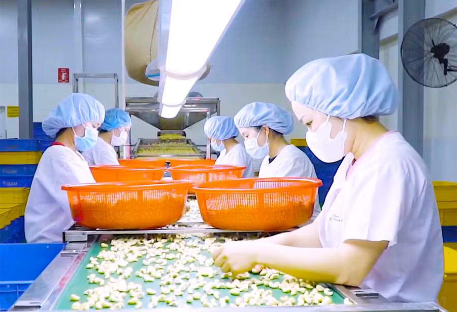 Phân loại hạt điều tại Chi nhánh Công ty TNHH Olam tại Pleiku (Khu Công nghiệp Trà Đa, TP. Pleiku). Ảnh: N.K